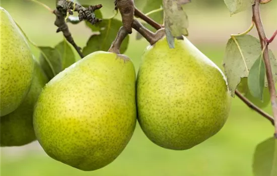 Pyrus (Birne) 'Alexander Lucas'