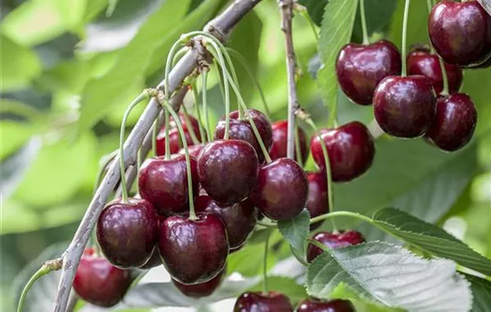 Prunus (Kirsche) 'Sunburst'