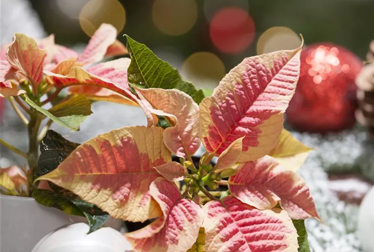 Euphorbia pulcherrima 'Marble' Euphorbia pulcherrima 'Marble'