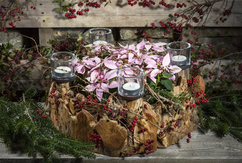 Euphorbia pulcherrima 'Princettia® Soft Pink' Euphorbia pulcherrima 'Princettia® Soft Pink'