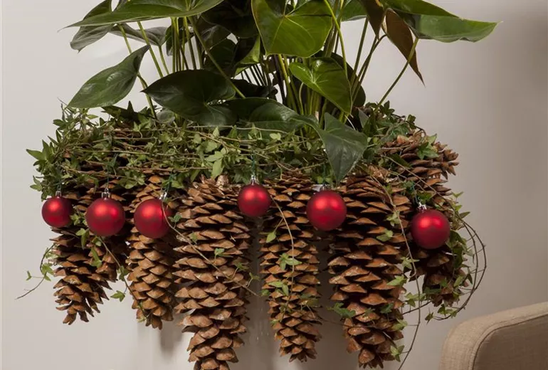 Anthurium x andreanum Anthurium x andreanum