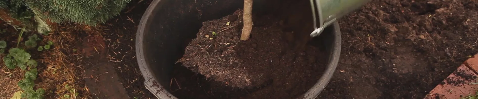 Olivenbaum - Überwintern (thumbnail) Olivenbaum - Überwintern (thumbnail)