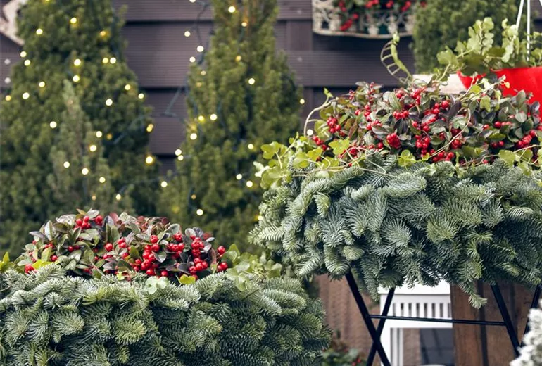 Gaultheria procumbens Gaultheria procumbens