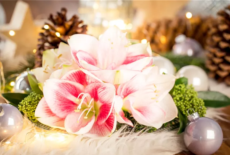 Hippeastrum Hippeastrum