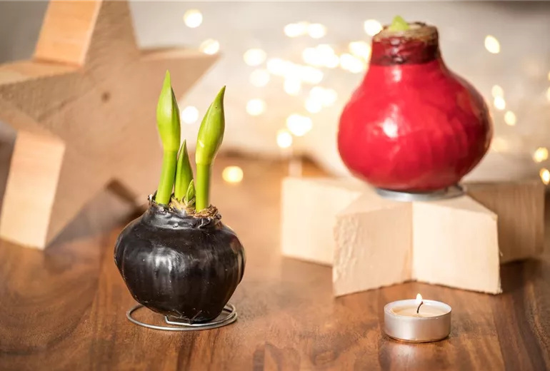 Hippeastrum Waxz® Hippeastrum Waxz®