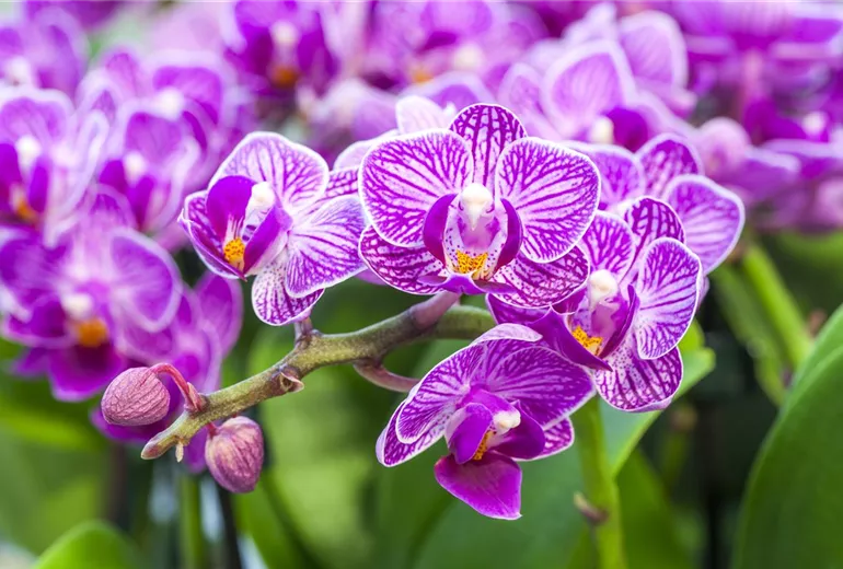 Phalaenopsis, lila-weiss