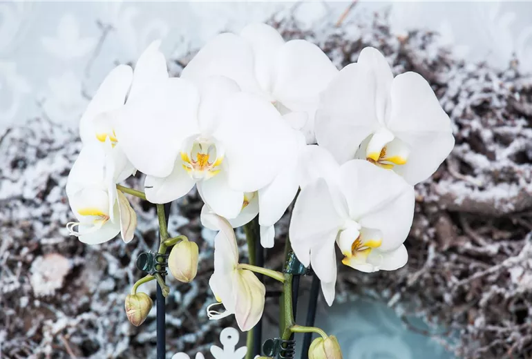 Phalaenopsis, weiss