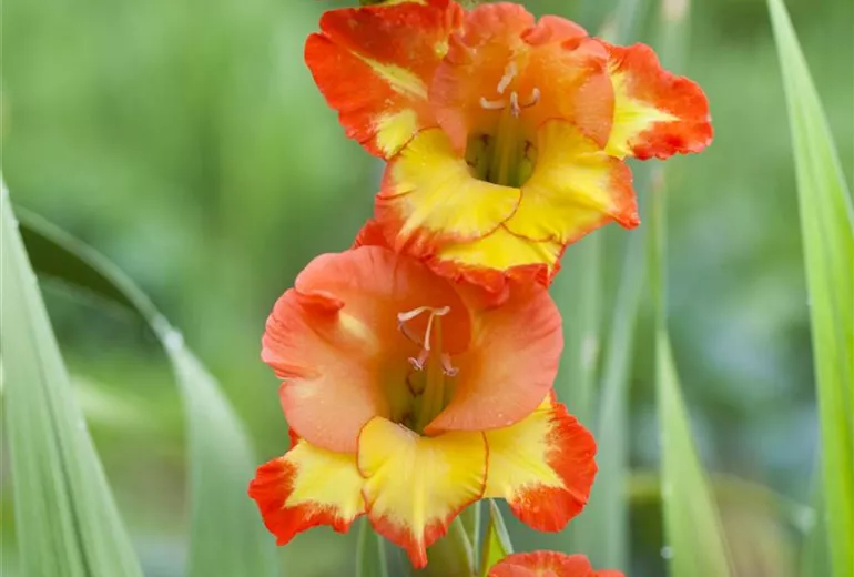 Gladiolus, gelb-rot Gladiolus, gelb-rot