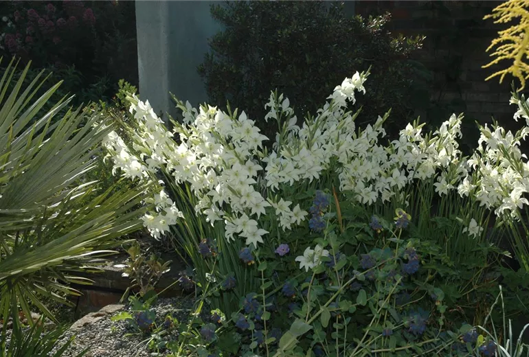 Gladiolus Gladiolus