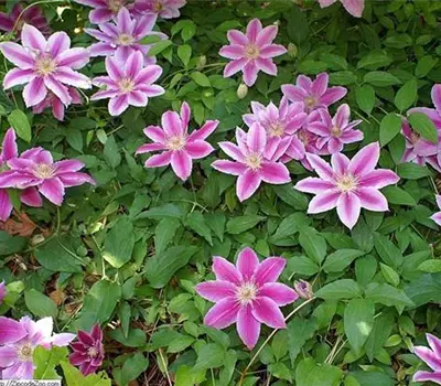 Clematis (Patens-Gruppe) 'Dr. Ruppel'