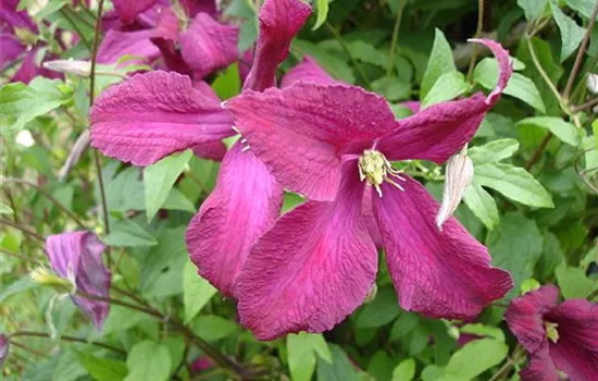 Clematis (Viticella) 'Madame Julia Correvon'