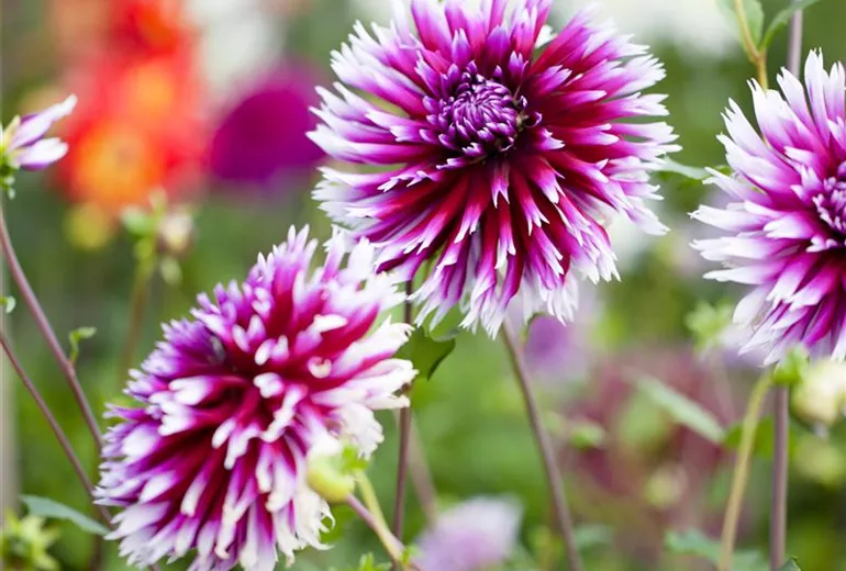 Dahlia Dahlia