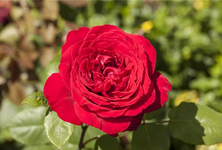 Edelrose, rot Edelrose, rot