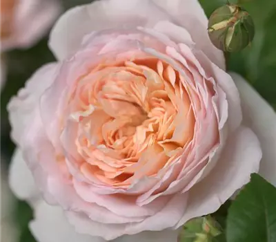 Rosa (Floribundarose) 'Etienne'®
