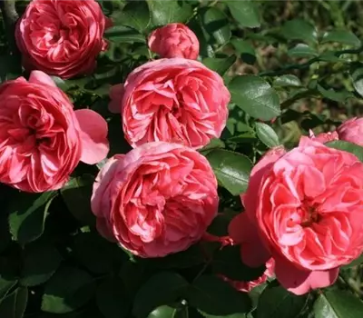 Rosa (Floribundarose) 'Leonardo da Vinci'®