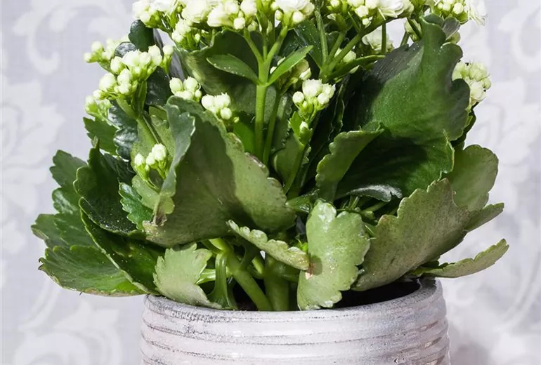 Kalanchoe blossfeldiana, weiss