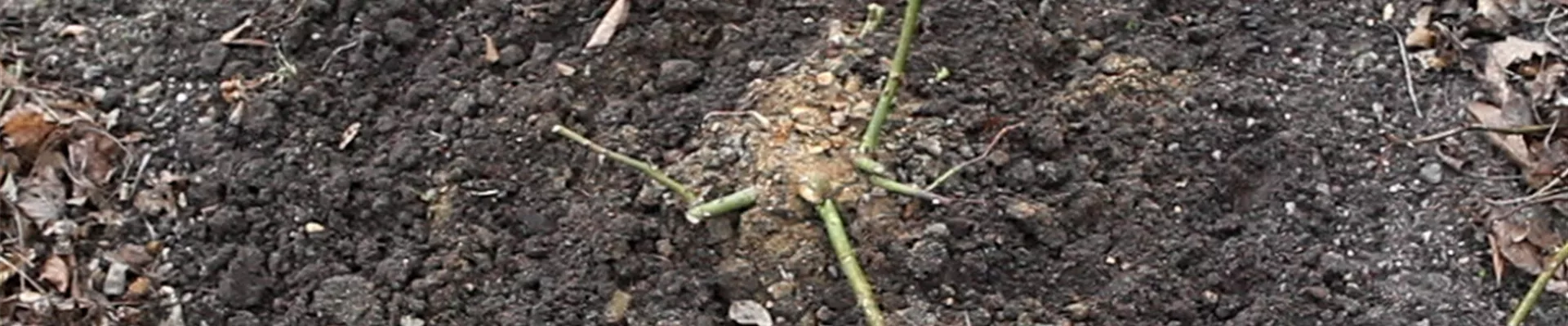 Beetrosen - Zurückschneiden im Frühling (Anleitung - 5)