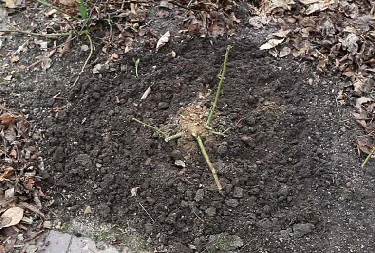 Beetrosen - Zurückschneiden im Frühling (Anleitung - 5)