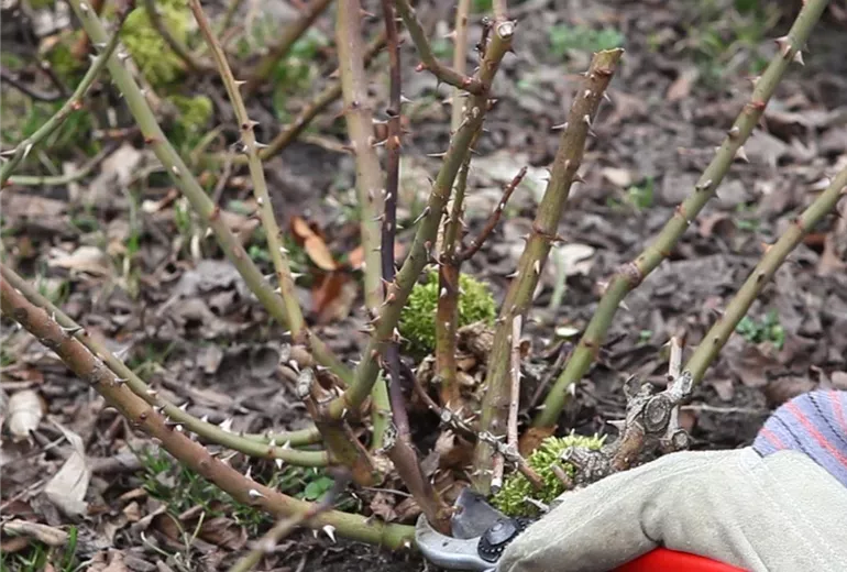 Beetrosen - Zurückschneiden im Frühling (Anleitung - 2)