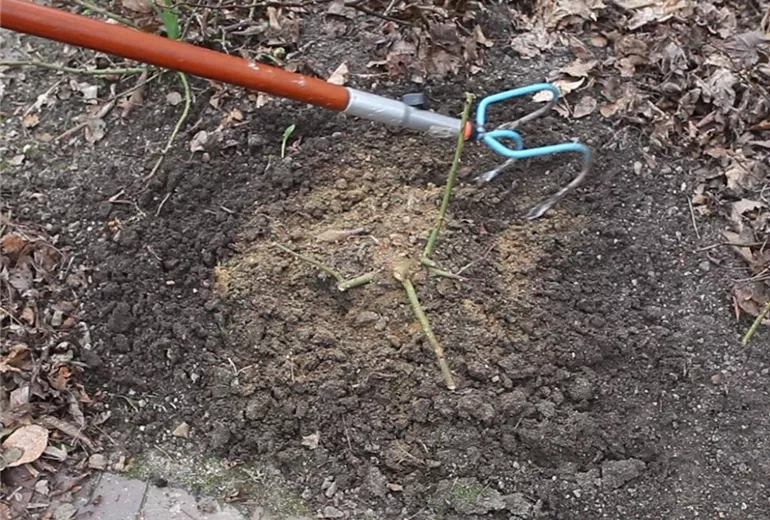 Beetrosen - Zurückschneiden im Frühling (Anleitung - 4)