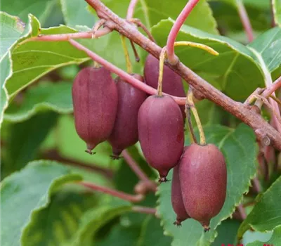 Actinidia arguta 'Red Jumbo'