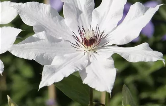 Clematis (Patens-Gruppe) 'Snow Queen'