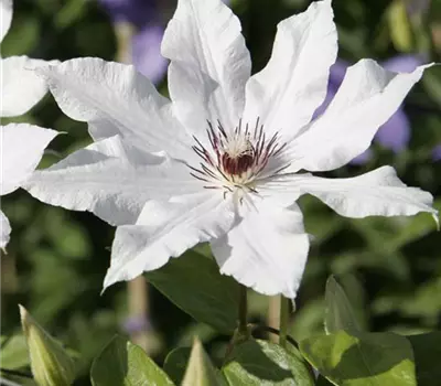 Clematis (Patens-Gruppe) 'Snow Queen'