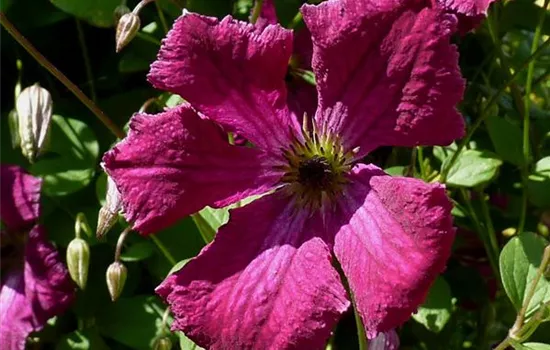 Clematis viticella 'Rubra'