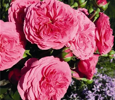 Rosa (Floribundarose) 'Baronesse'®
