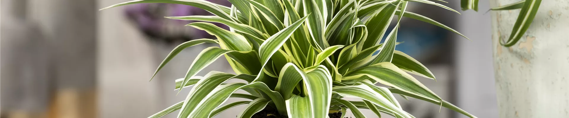 Chlorophytum comosum 'Ocean' Chlorophytum comosum 'Ocean'