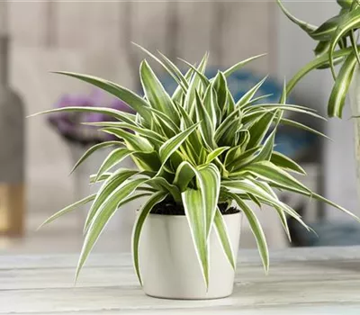 Das Genie unter den Zimmerpflanzen – die Grünlilie