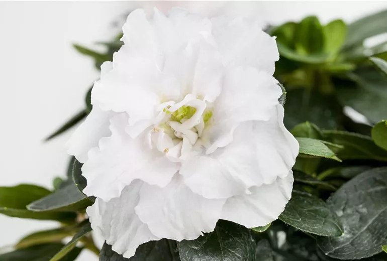 Rhododendron simsii, weiss