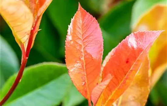 Photinia fraseri (x) 'Red Robin' Spalier