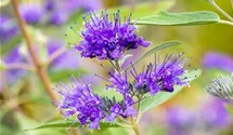 Bartblume
