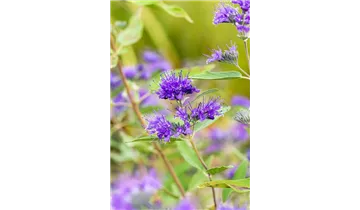 Bartblume
