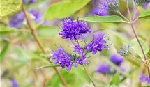 Bartblume