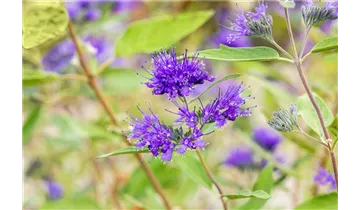 Bartblume