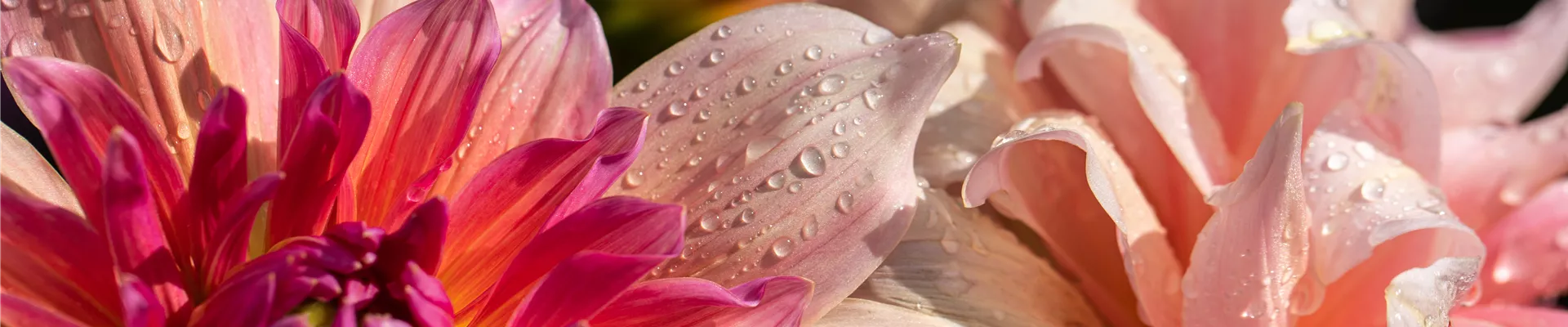 2021-1-20.9-29.GS650483