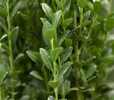 Ilex crenata 'Caroline Upright' Kugel