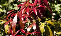 Pieris