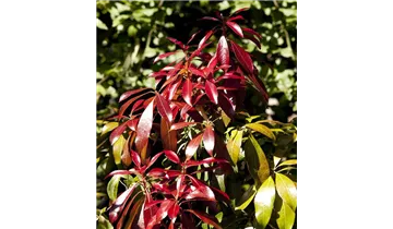 Pieris