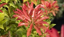 Pieris