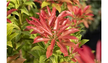 Pieris