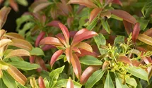 Pieris
