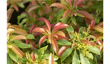 Pieris