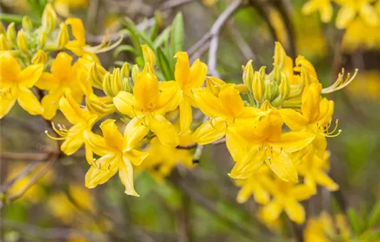 Rhododendron (Knaph. Azalee) 'Anneke'