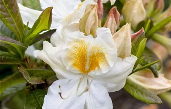 Rhododendron (Knaph. Azalee) 'Möwe'