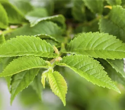 Ulmus minor 'Jacqueline Hillier' Bonsai