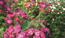 Rosa (Kletterrose) 'Perennial Blue'