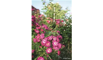Rosa (Kletterrose) 'Perennial Blue'